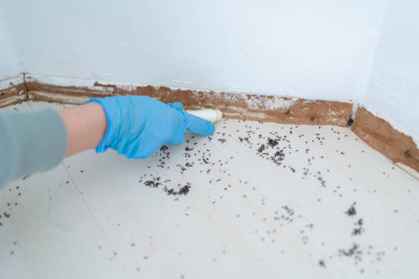 Best Best Pest Control Companies  in Longview, TX